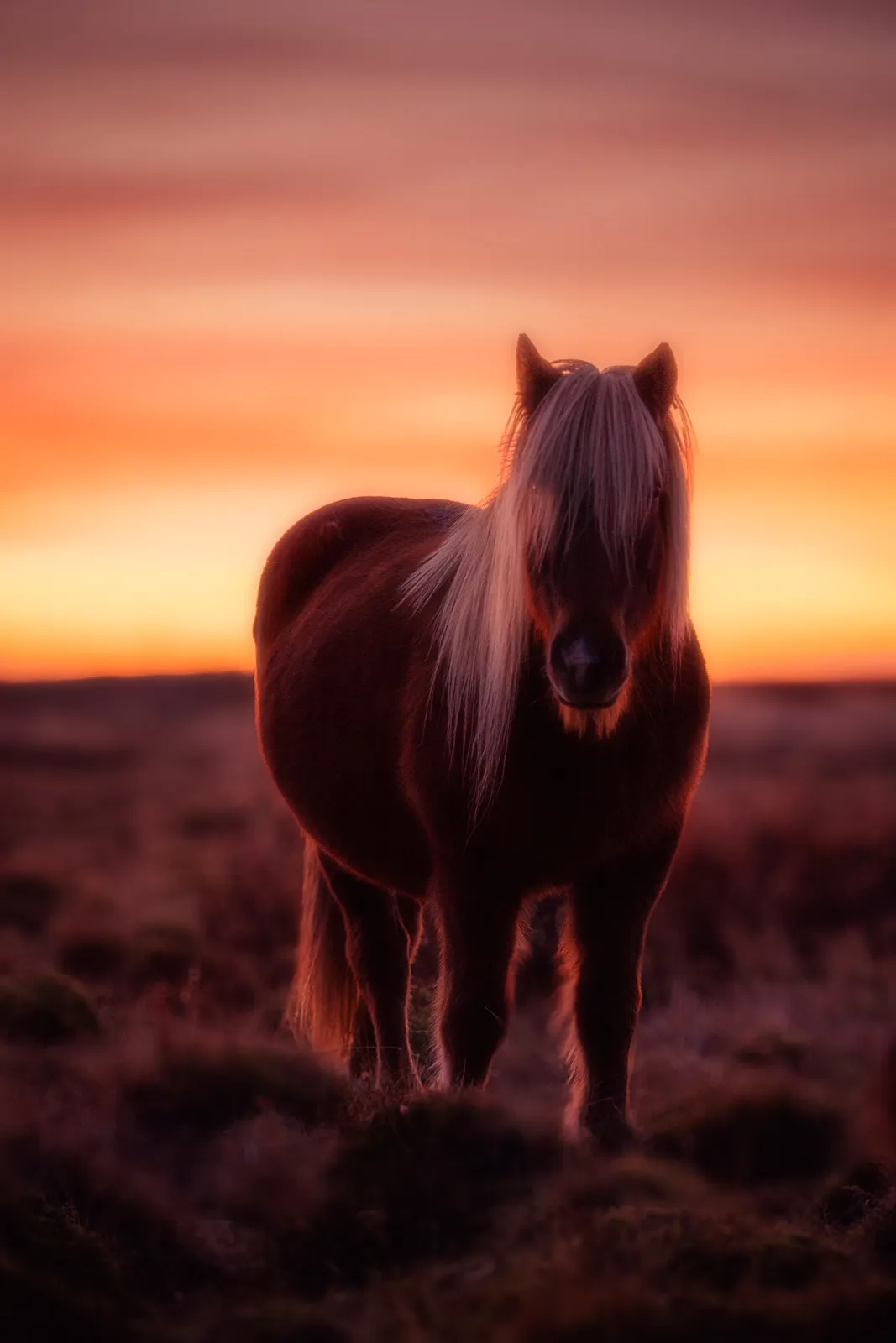 Icelandic horse in the north of Iceland