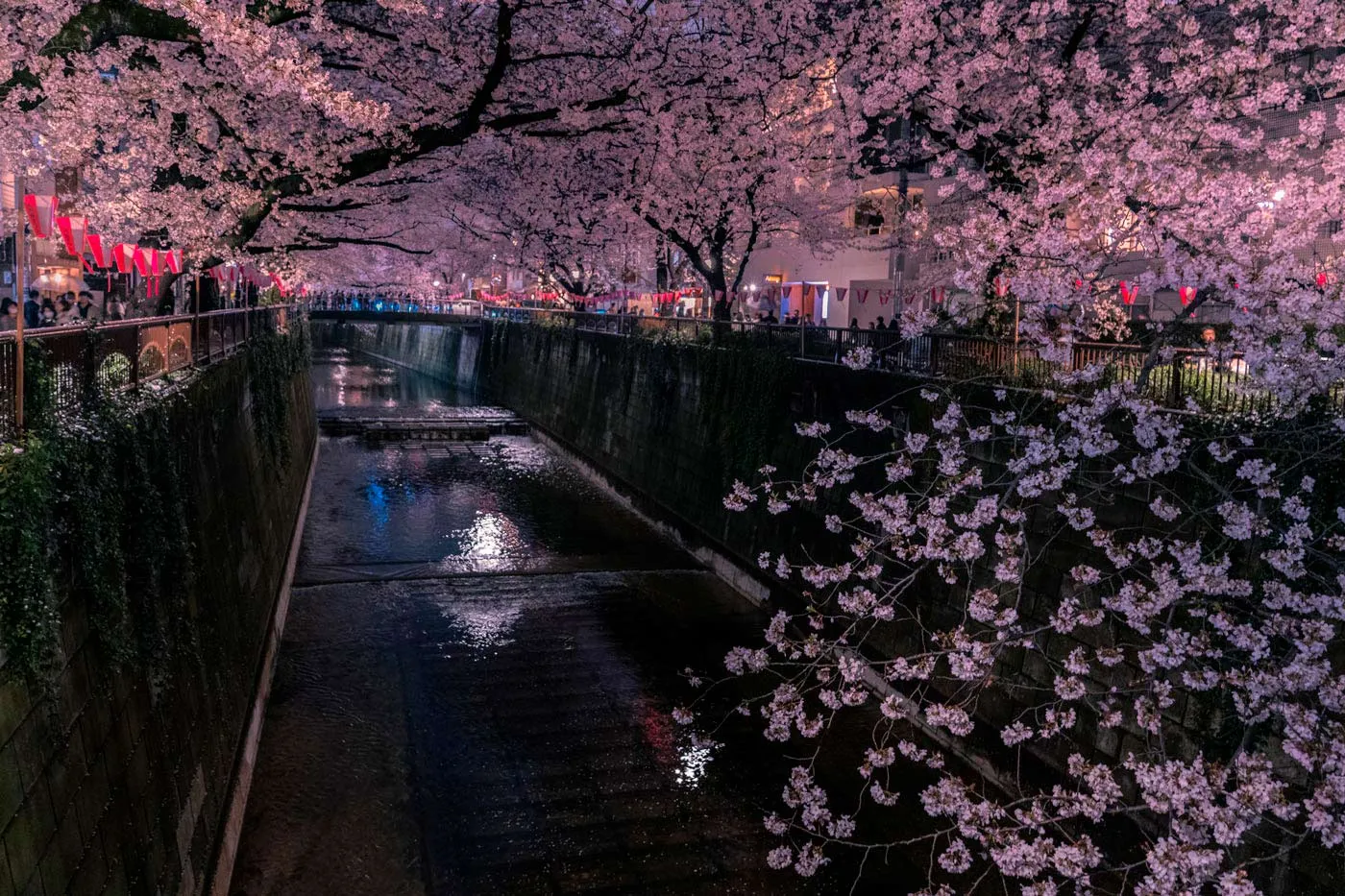 Cerezos en flor a lo largo del río Meguro en Tokio