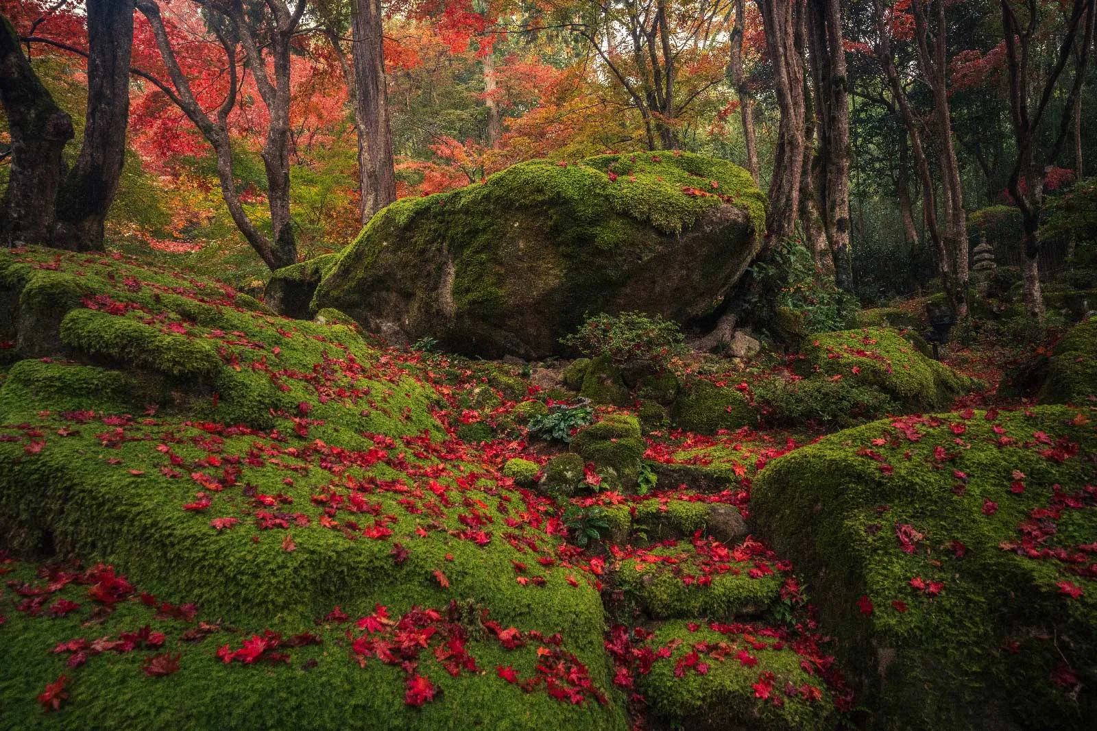 Red maple leaves in a Japanese garden in autumn