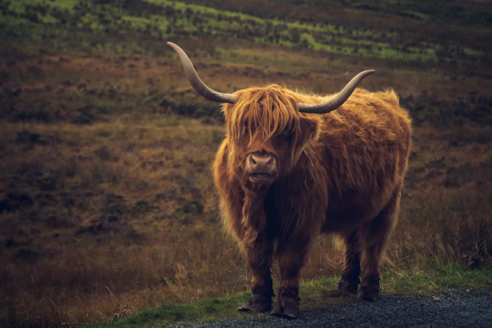 Highland cows in Scotland