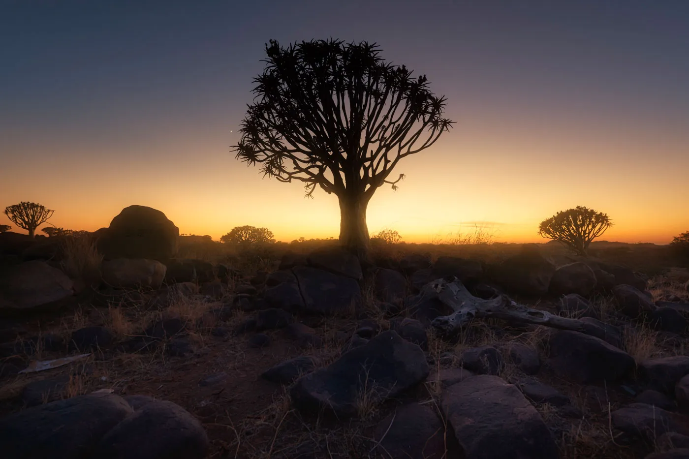 Árboles carcaj bajo el cielo nocturno, Namibia