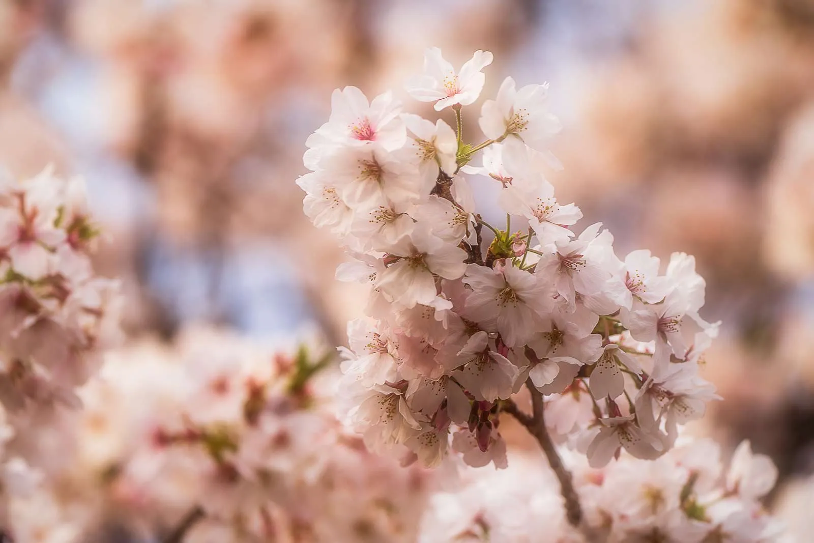 Cherry tree in full bloom