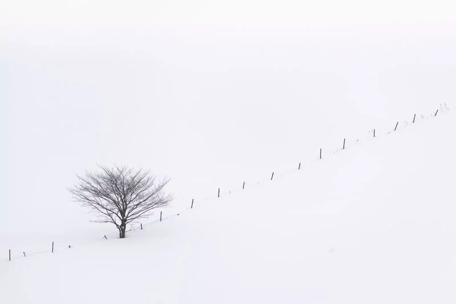 Lone tree in a landscape used as a composition example