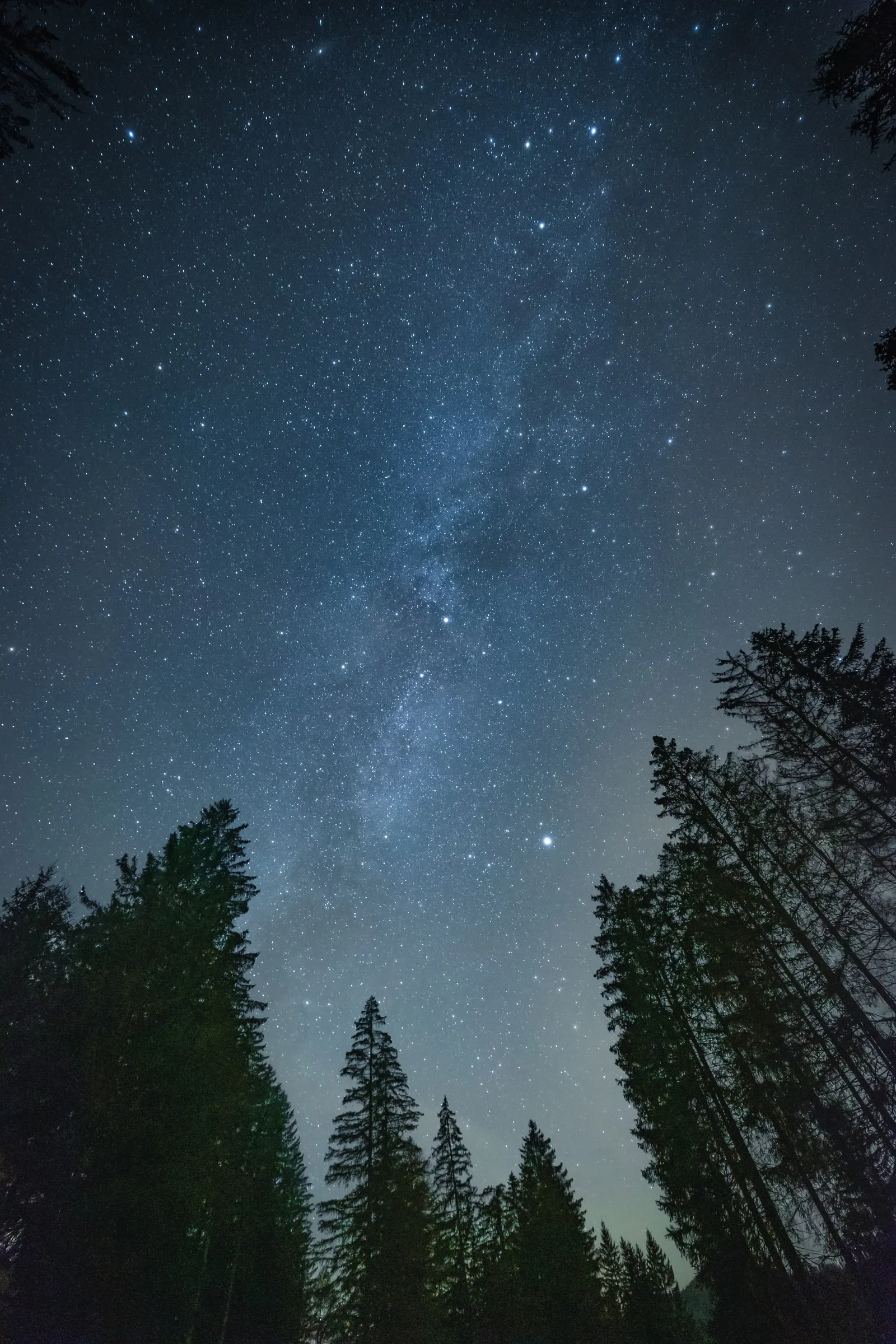 Vía Láctea sobre el bosque de pinos en los Dolomitas