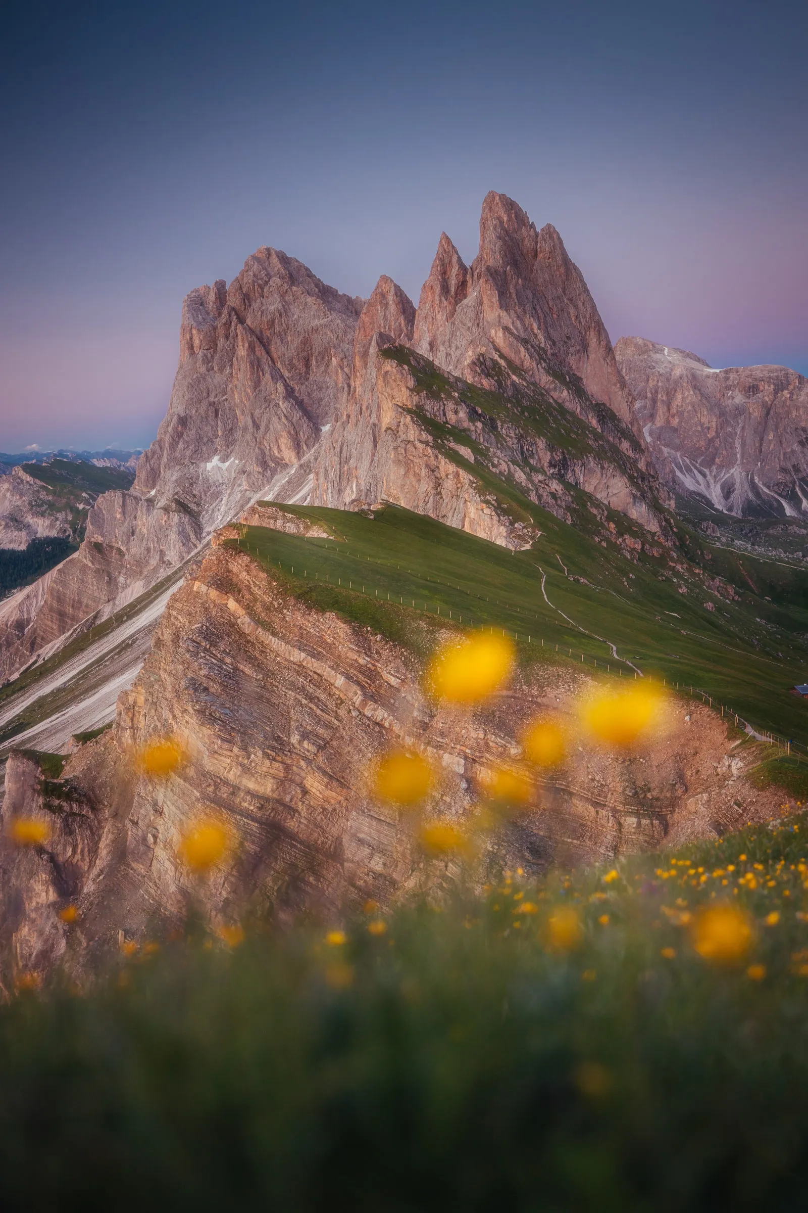 La cresta de Seceda con flores alpinas amarillas