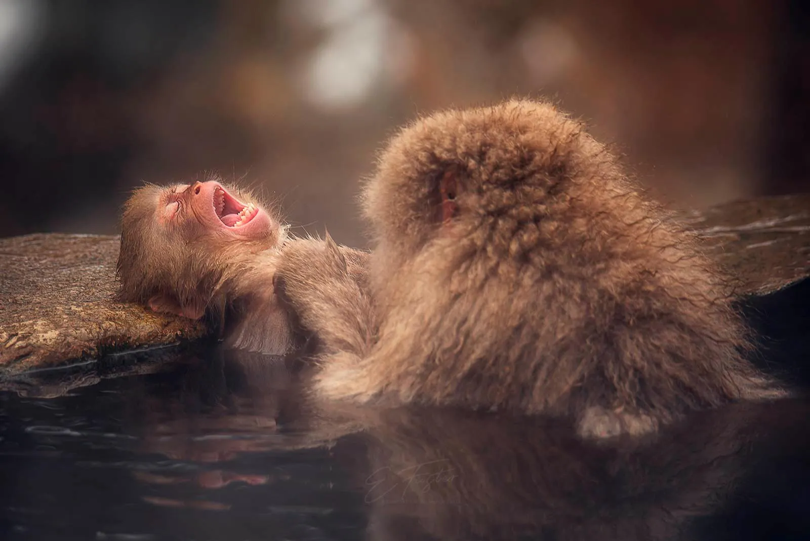Snowmonkeys jigokudami