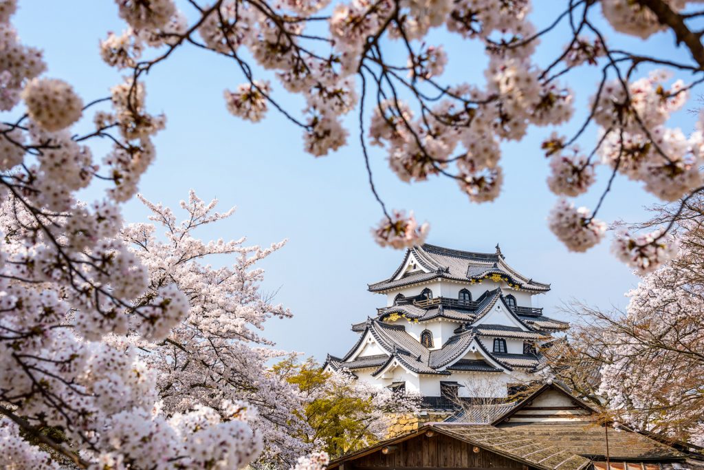 Mejores lugares para ver la floración del cerezo: Castillo de Hikone