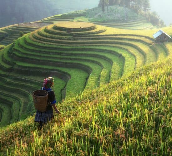 Viaje fotográfico a Vietnam: Arrozales dorados