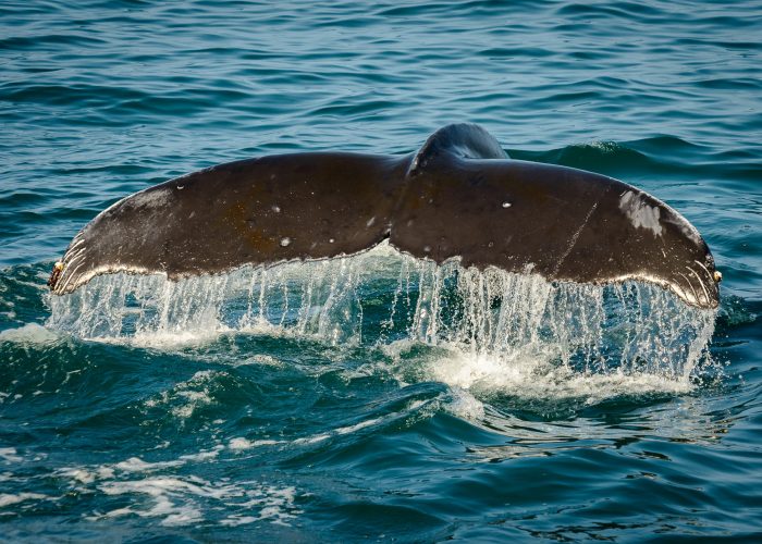 Ballenas en la Bahía de Avacha