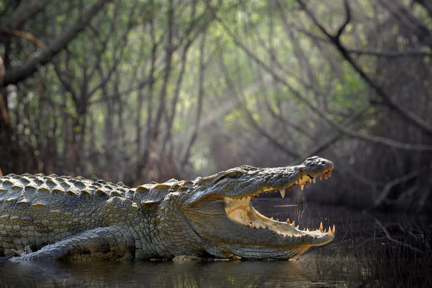 Sri Lanka photo tour crocodile