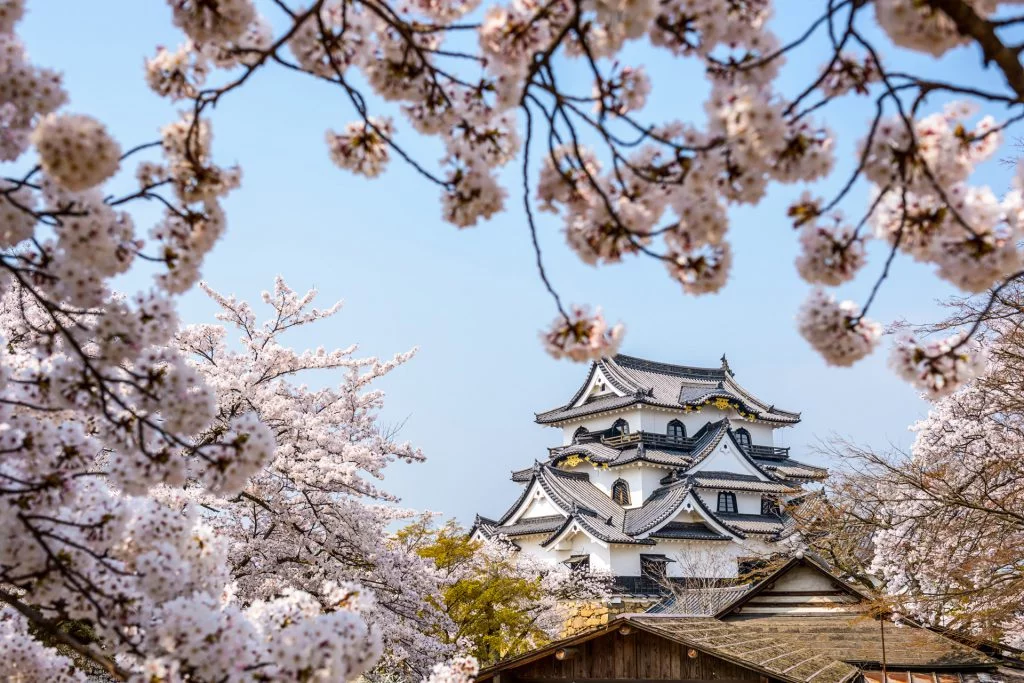 cerezos en flor en el Castillo de Himeji, Japón