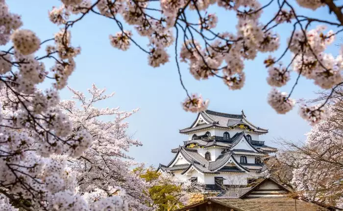 sakura in japan cherry blossom forecast