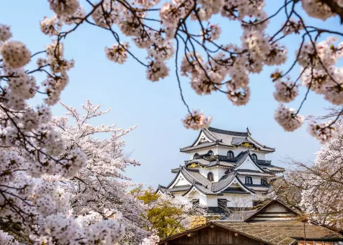 sakura in japan cherry blossom forecast