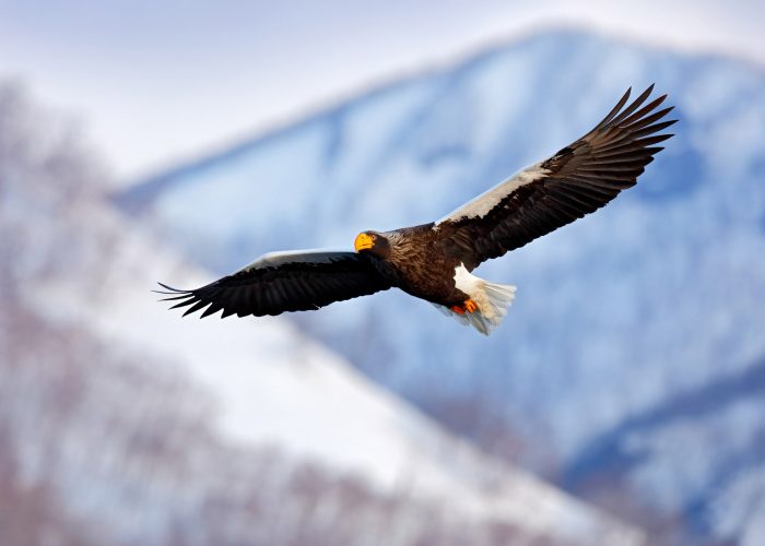 Hokkaido-eagle-tour