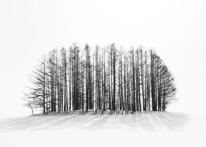 Fotografia minimalista en Hokkaido durante un viaje fotografico