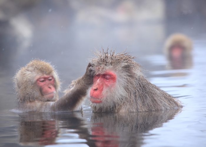 Tour a los monos de nieve de Jogokudani en Japon