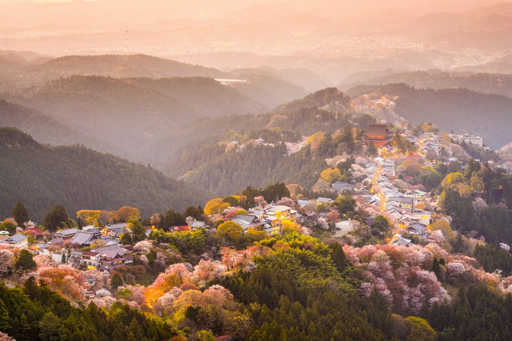 what month is the cherry blossom in Nara