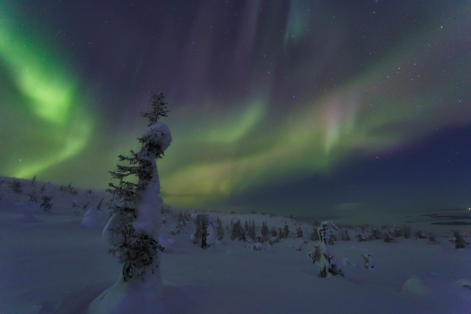 Bosque en invierno durante la noche con auroras boreales en el cielo. Yamal, Rusia