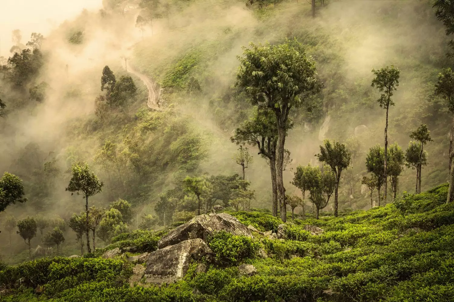 Sri Lanka photo tour Horton Planes