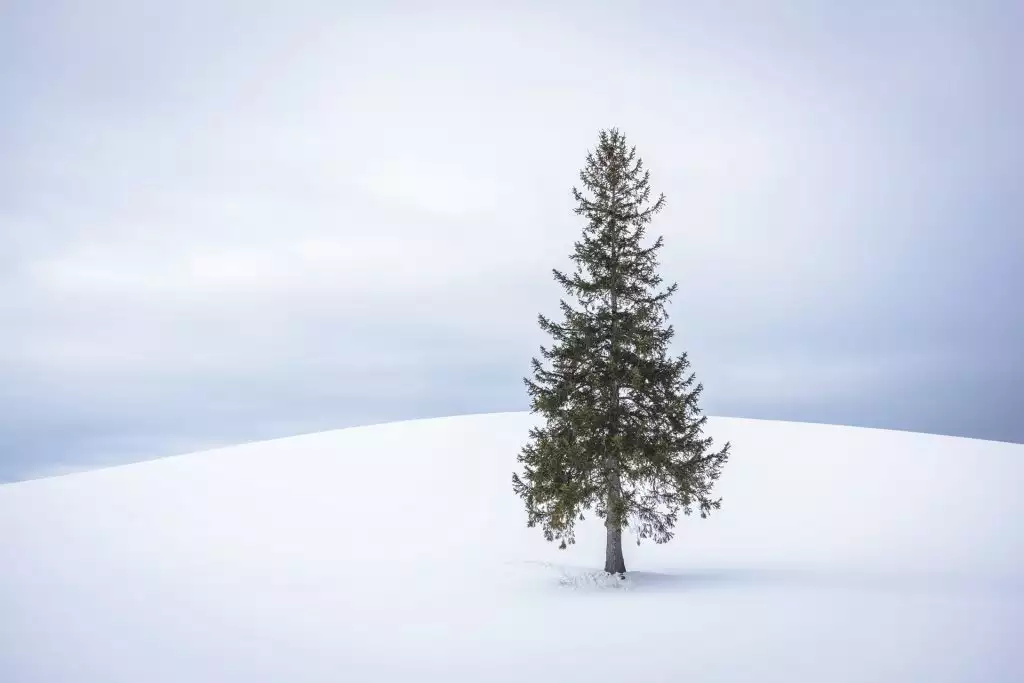 viaje fotografico hokkaido japon invierno