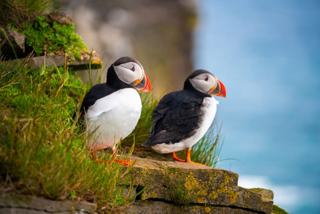 faroe_islands_wildlife