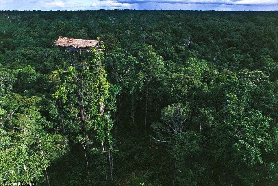 korowai house in the forest