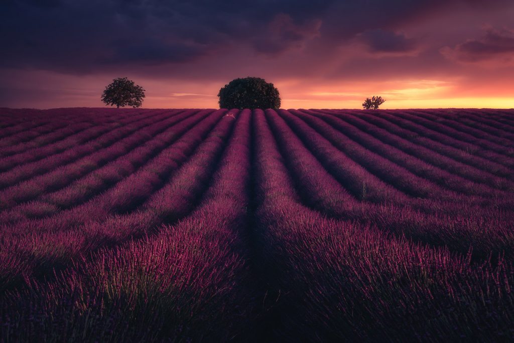 viaje fotografico provenza campos de lavanda