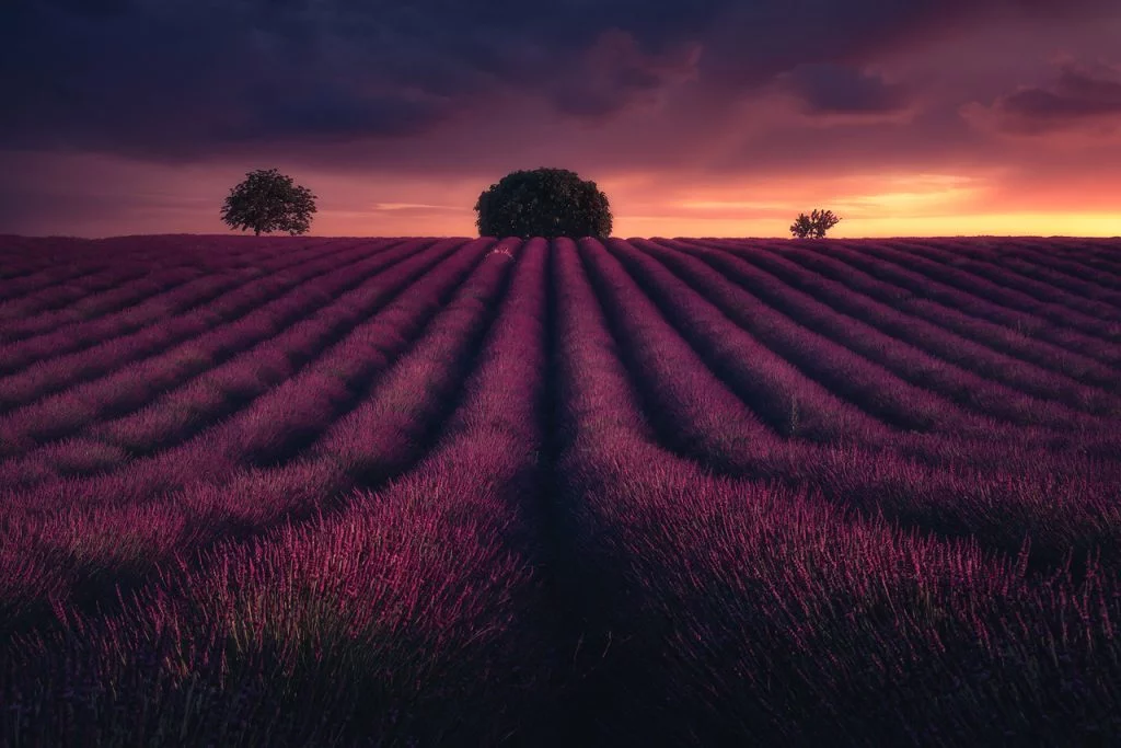 Provence lavender photo tour