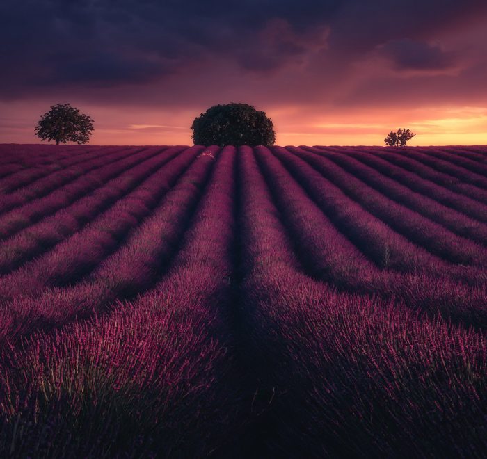 Provence lavender fields in Valensole, France