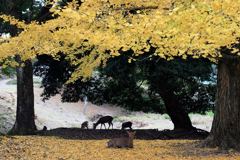 mejores lugares para ver el otoño en Japón