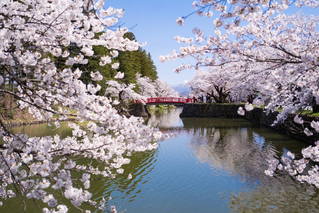 Parque Matsugasaki durante la Sakura