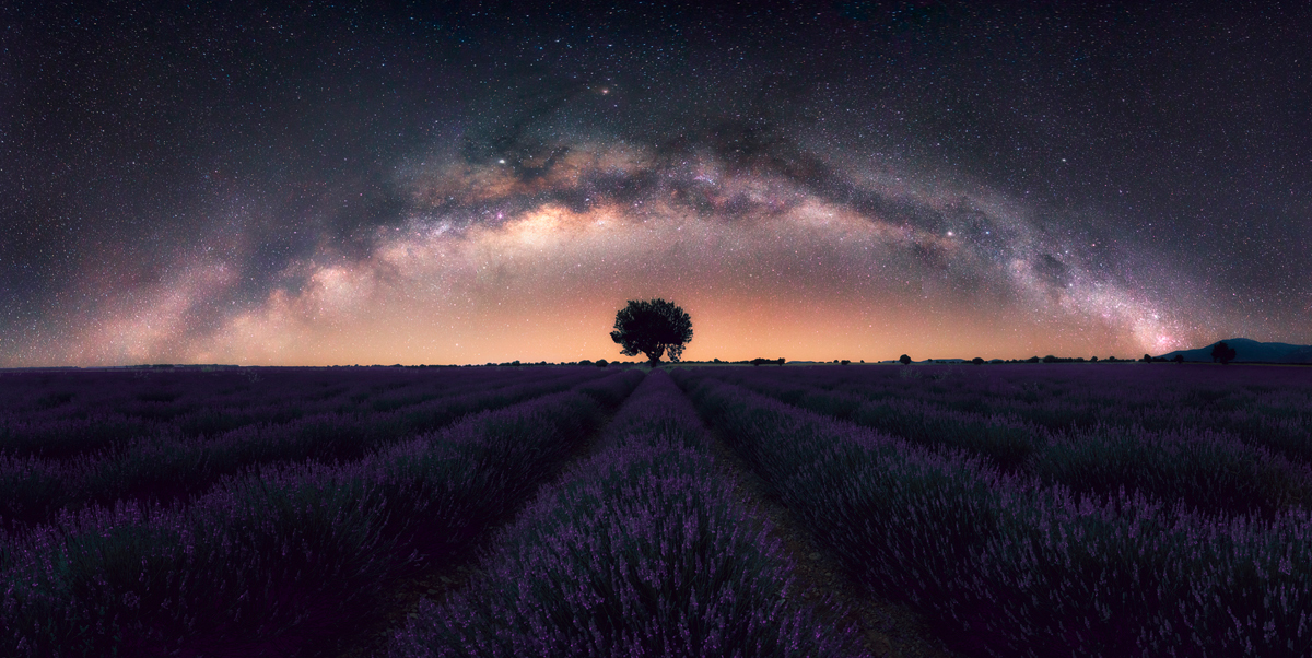 french lavender fields during night