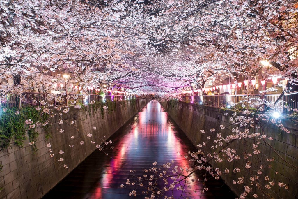 Cherry blossom lined Meguro Canal at night in Tokyo, Japan. Spri