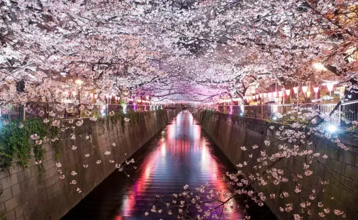 Cherry blossom lined Meguro Canal at night in Tokyo, Japan. Spri