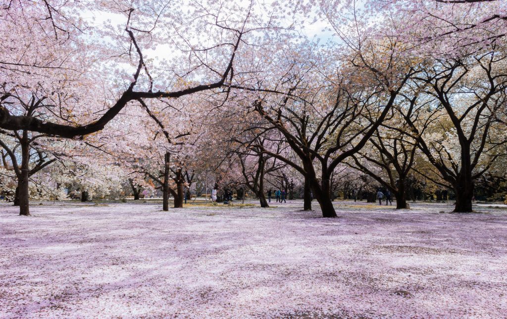 Shinjuku Gyoen durante la Sakura