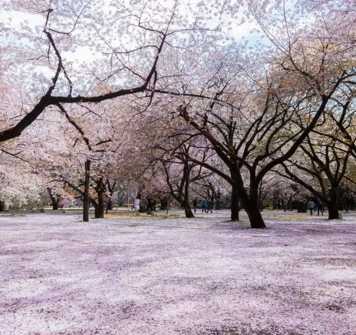 best places in japan sakura