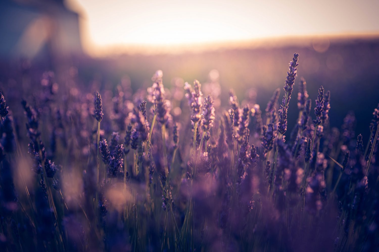 beautiful-bloom-blooming-lavender