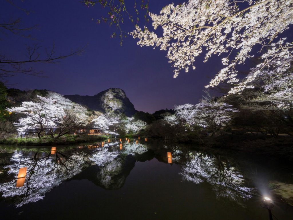 Parque Mifuneyama Rakuen durante la Sakura iluminado de noche