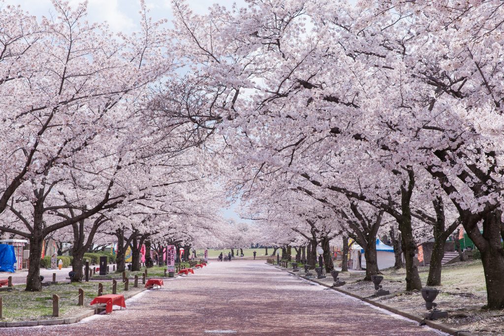 Parque Conmemorativo Expo 70 durante la floración del cerezo