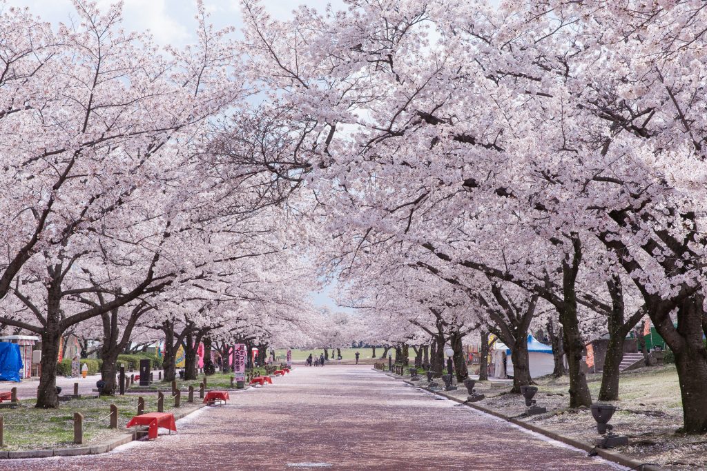 🏵️ Japan Cherry Blossom Sakura forecast 2023