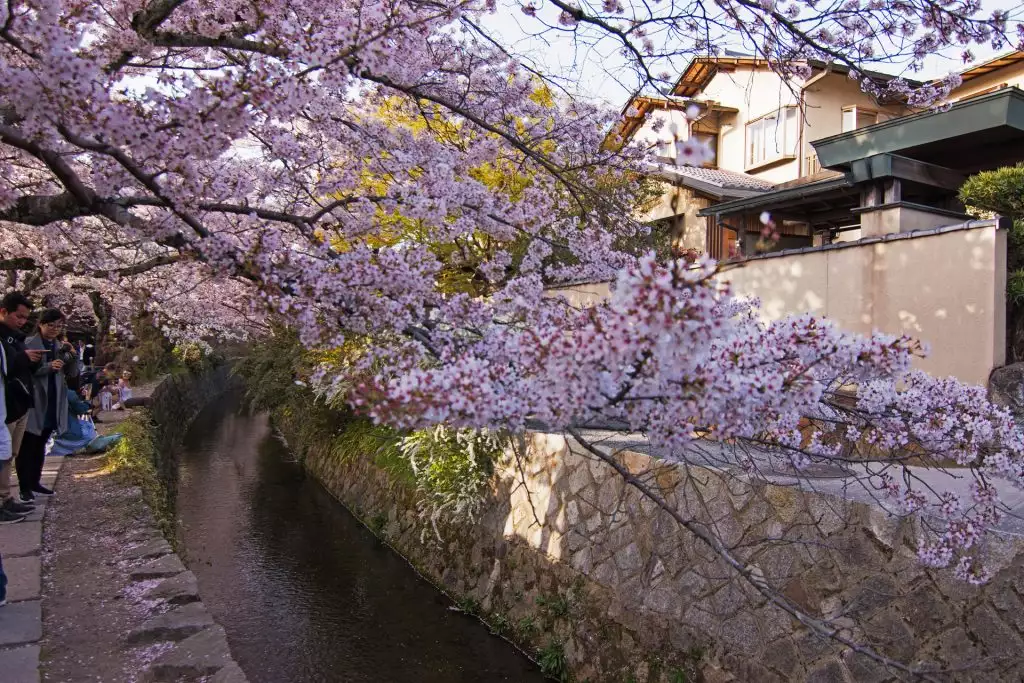 philosopher's path during sakura