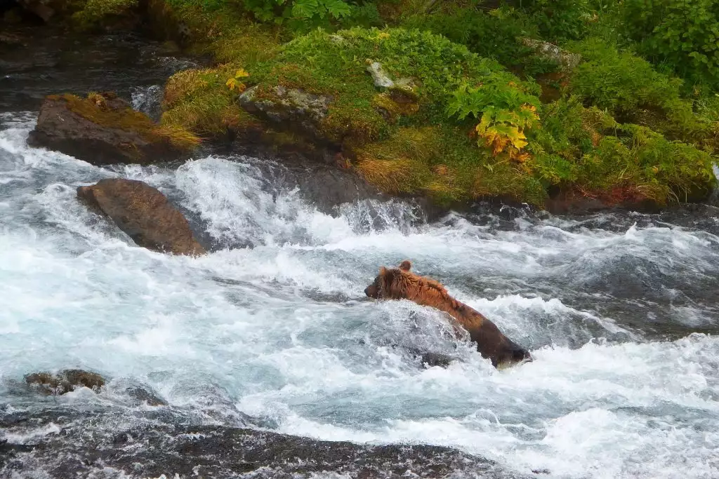 oso en el río kamchatka