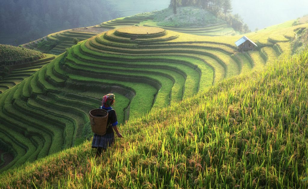 agricultor en terraza de arroz en Vietnam