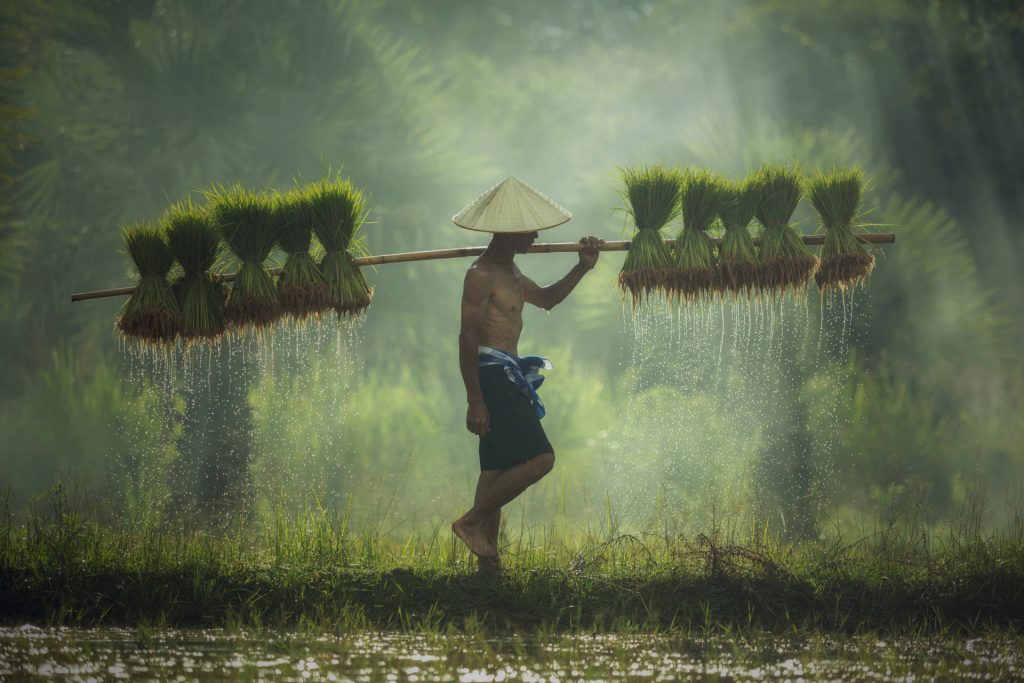 rice farm vietnam photo tours