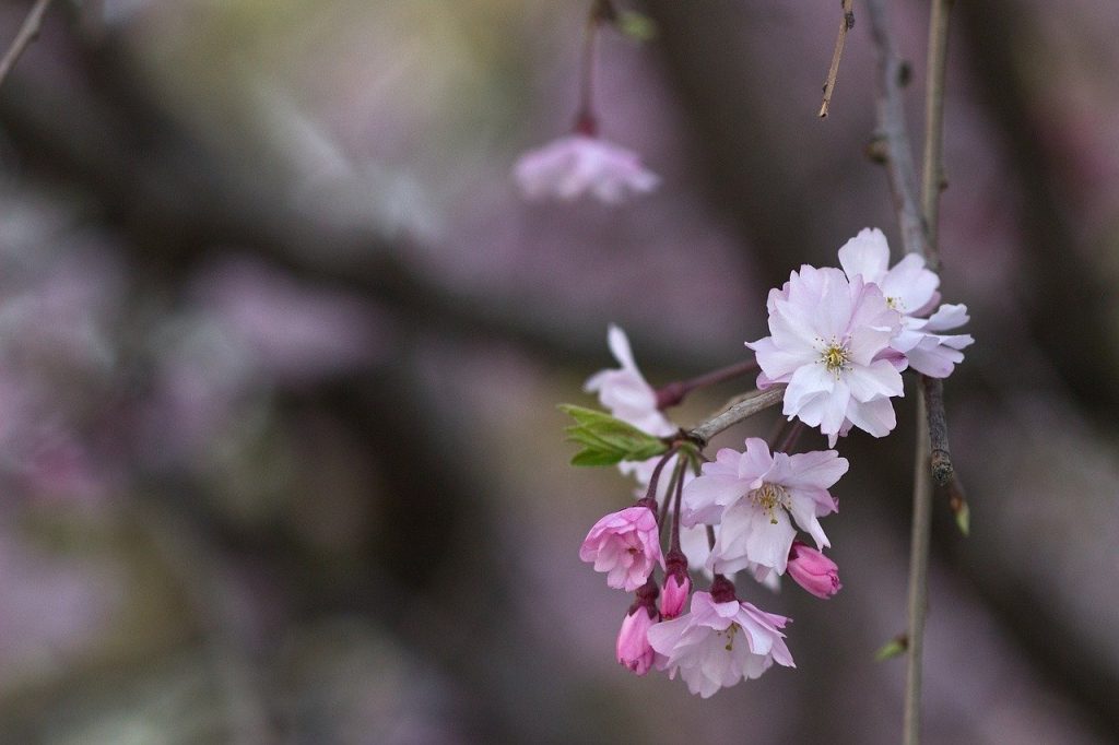 temporada de floración del cerezo en Japón 2021