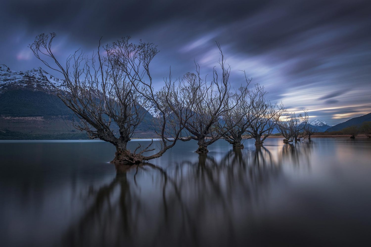 Viaje fotográfico por árboles místicos en Nueva Zelanda