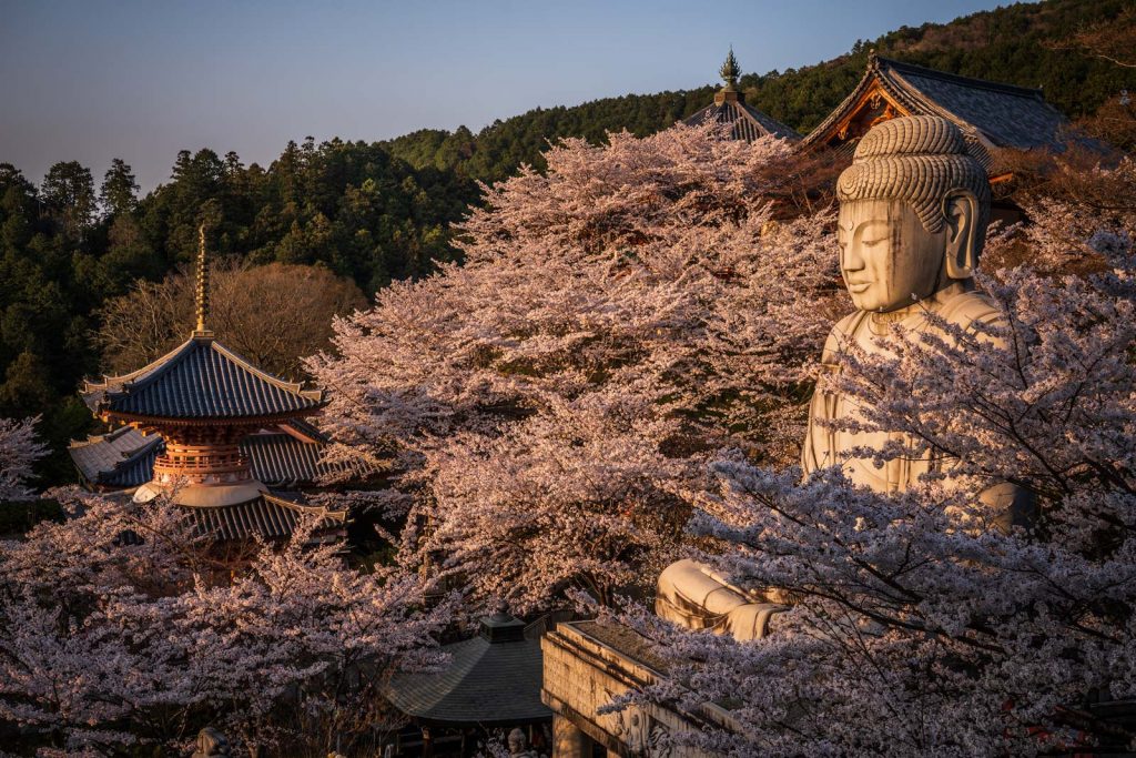 Japan Cherry Blossom: Sakura forecast 2026 1