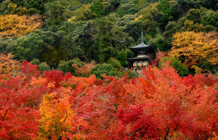 El follaje del templo de Eikando en Kyoto, Japón.