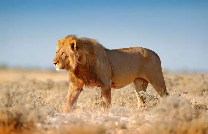 Big lion in Etosha, Namibia. African lion walking