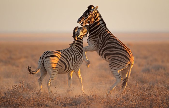 Zebras luchando en Etosha